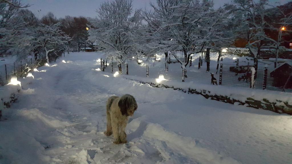 Villa Casa Bunicului Vistisoara Esterno foto